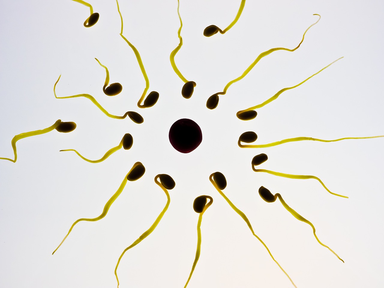 कोशिका विभाजन (Cell  Division)