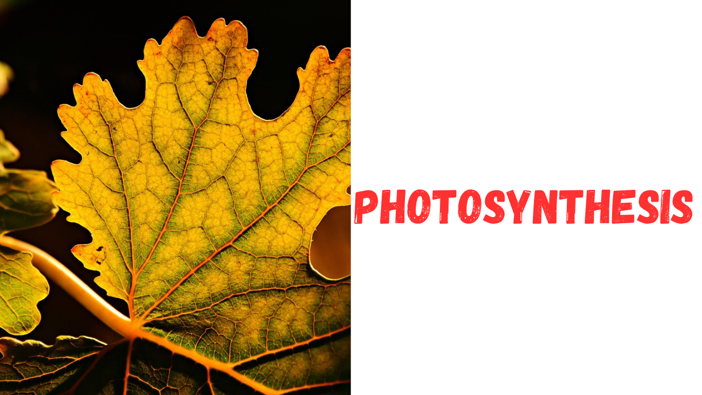 प्रकाश संश्लेषण  Photosynthesis